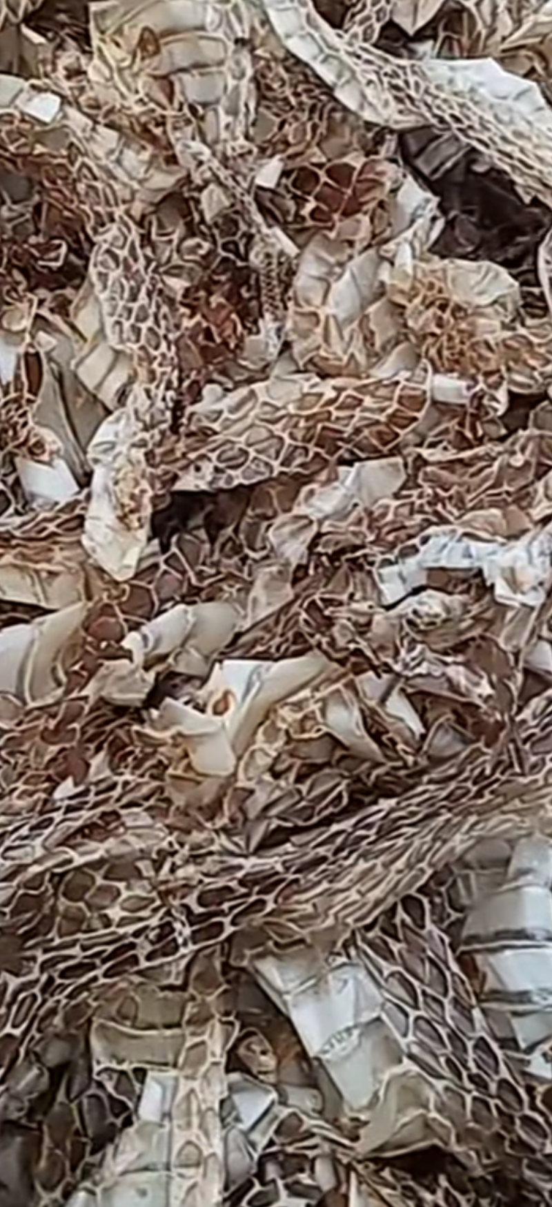 蛇蜕龙衣蛇皮水洗干净无沙土一手货源欢迎采量大从优