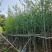 银杏树3-5-10公分