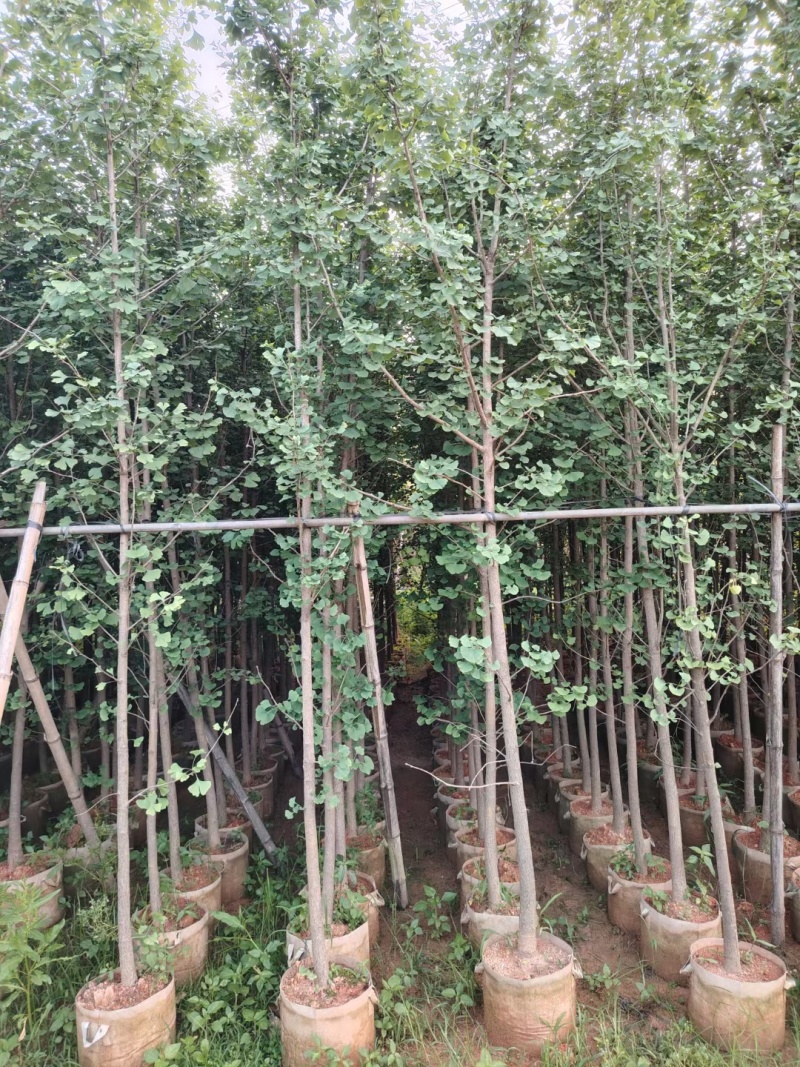 银杏树3-5-10公分