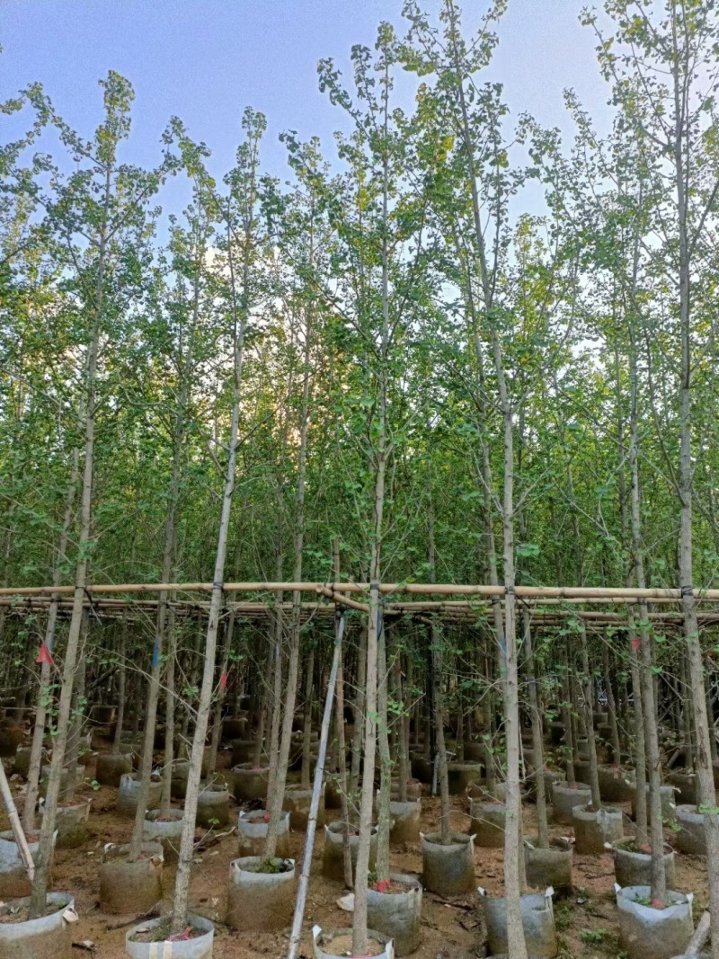 银杏树3-5-10公分