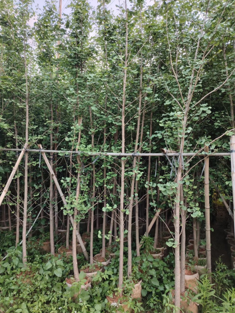 银杏树3-5-10公分