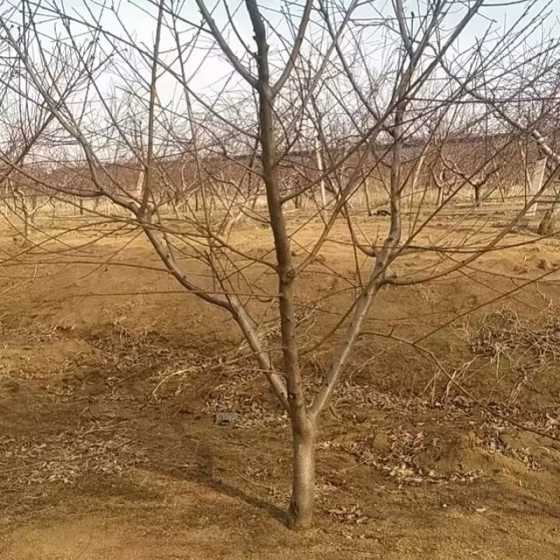 北京14号毛桃苗（大果型毛桃）品种纯真基地直发成活率高