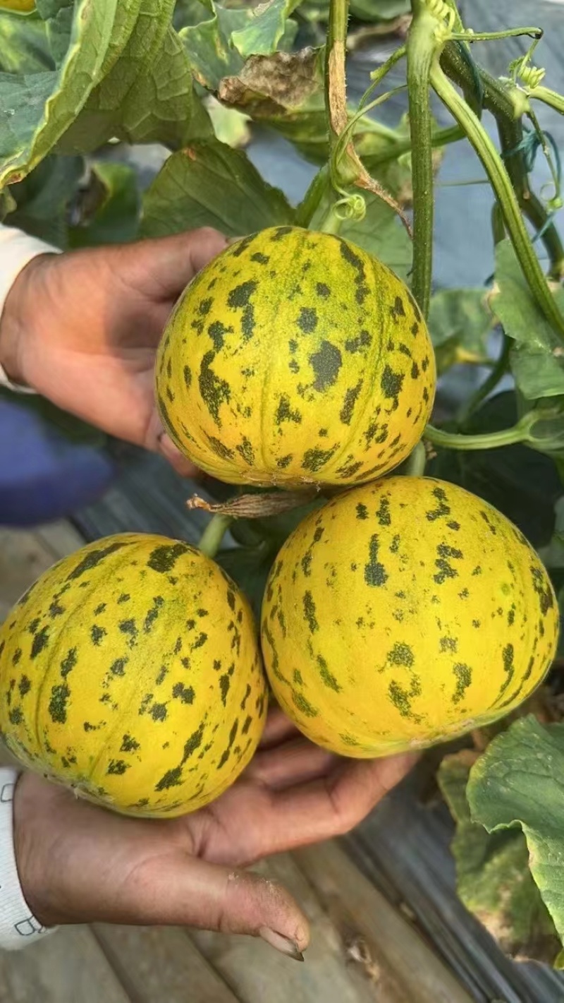 山东花蕾花美人花仙子吉糖大量上市产地源头直供