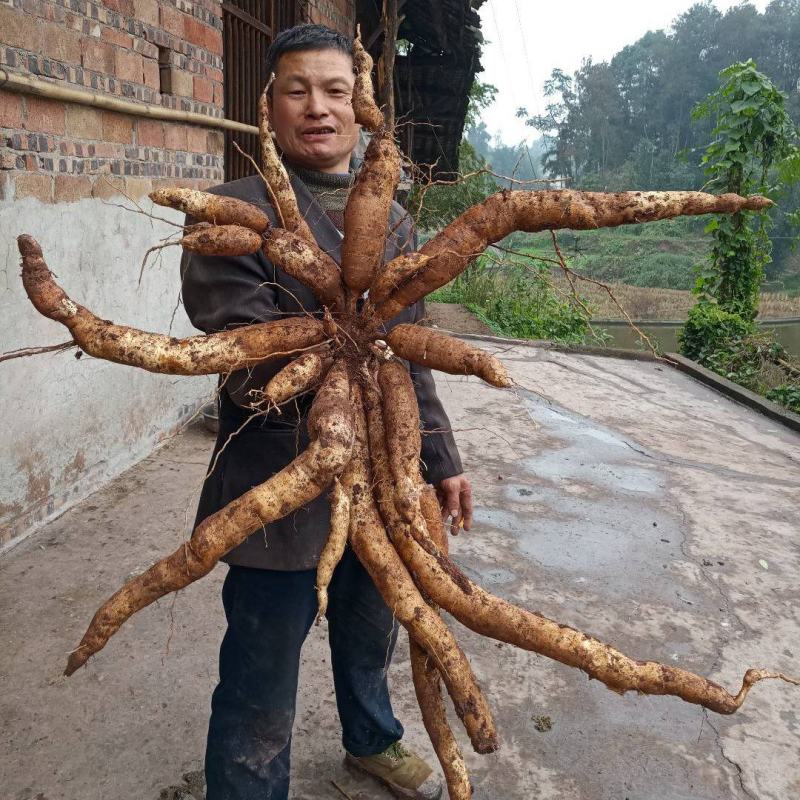 木薯《一种专产淀粉的苕，又称树番苕，树可当材烧》