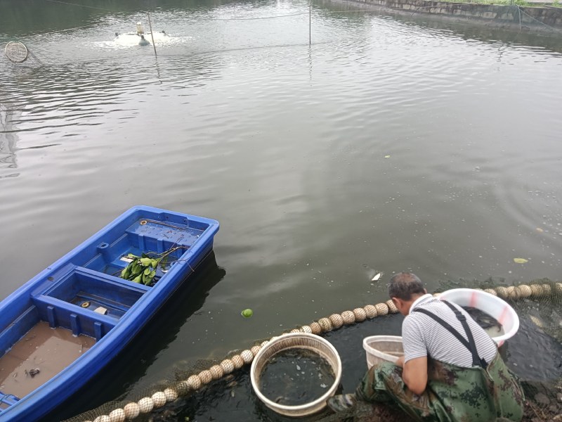 中科5号鲫鱼一斤13个左右一次两至4000斤抬网