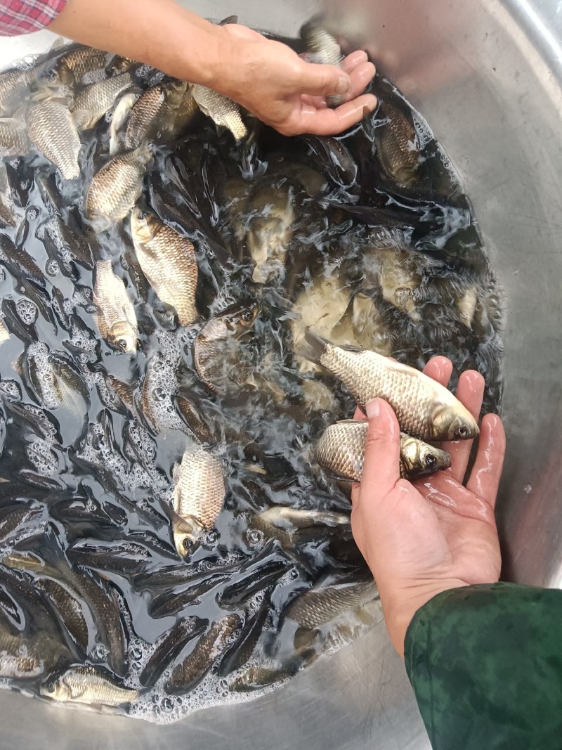 中科5号鲫鱼一斤13个左右一次两至4000斤抬网
