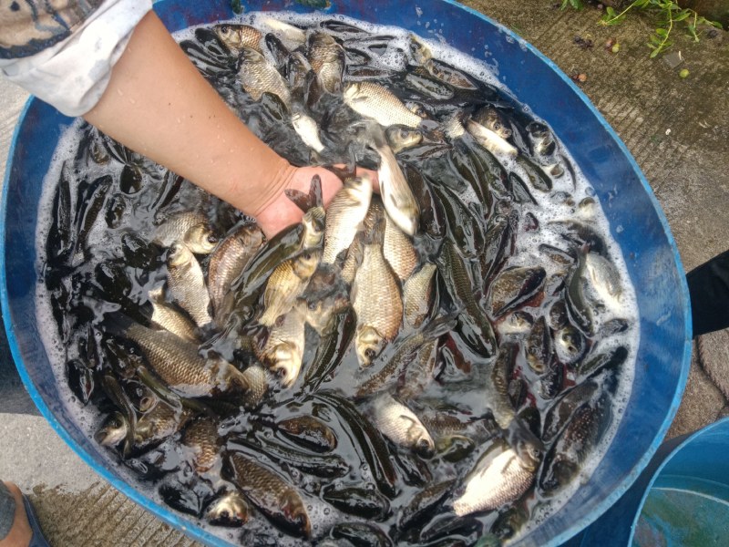 中科5号鲫鱼一斤13个左右一次两至4000斤抬网