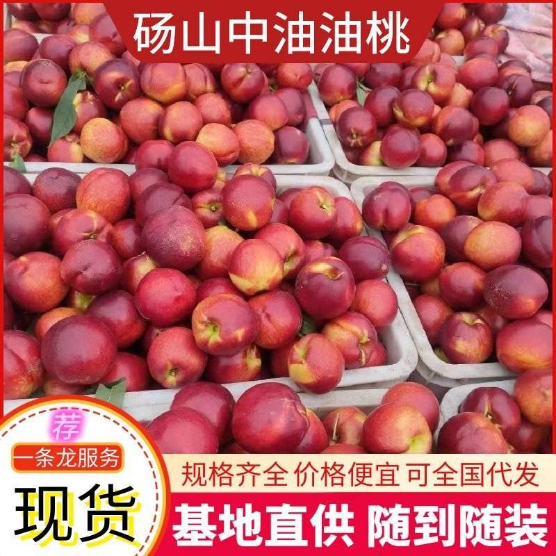 精选《砀山油桃》中油系列油桃现货供应价格便宜全国代发