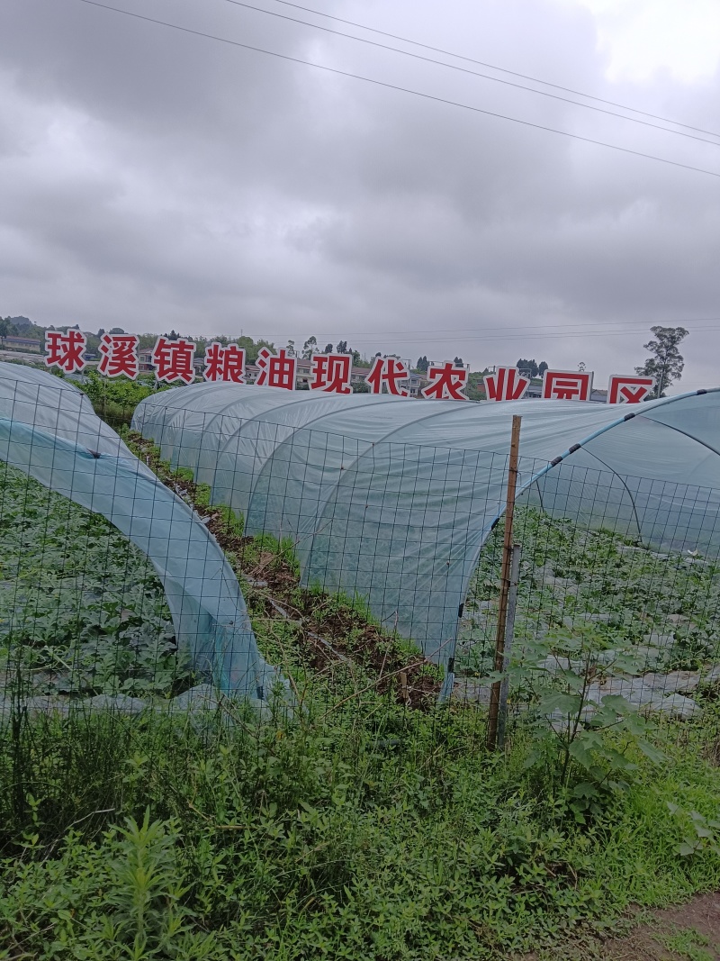 实力代办资中高山西瓜，瓜大味甜，皮薄汁水多。