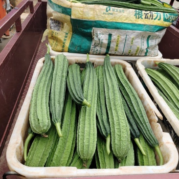 丝瓜