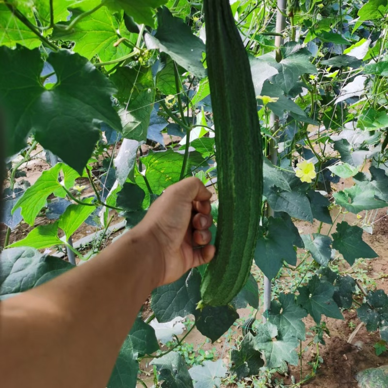 丝瓜