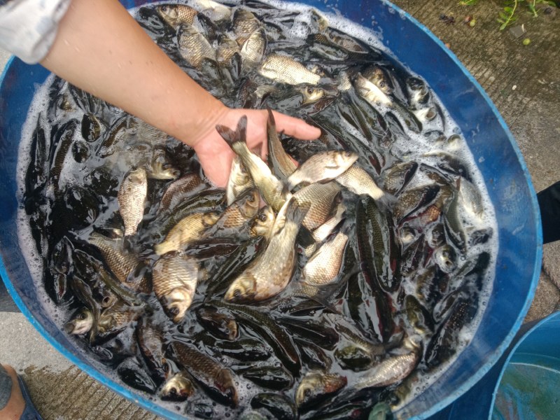 花鲢，白鲢苗