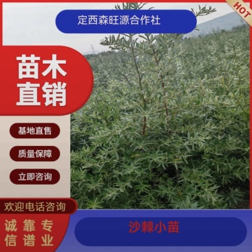甘肃沙棘，营养杯沙棘发西藏新疆四川