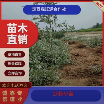 沙棘苗，沙棘种植面积大成活率高规格齐全对接批发