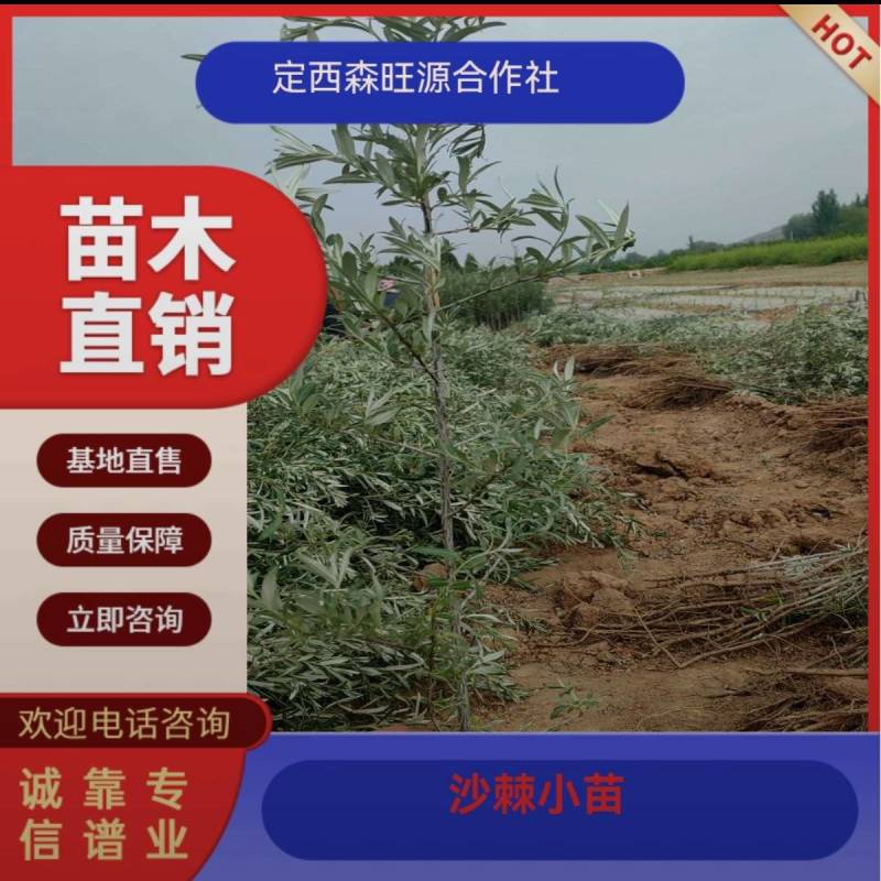 沙棘苗，沙棘种植面积大成活率高规格齐全对接批发