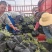 沙棘苗，沙棘种植面积大成活率高规格齐全对接批发