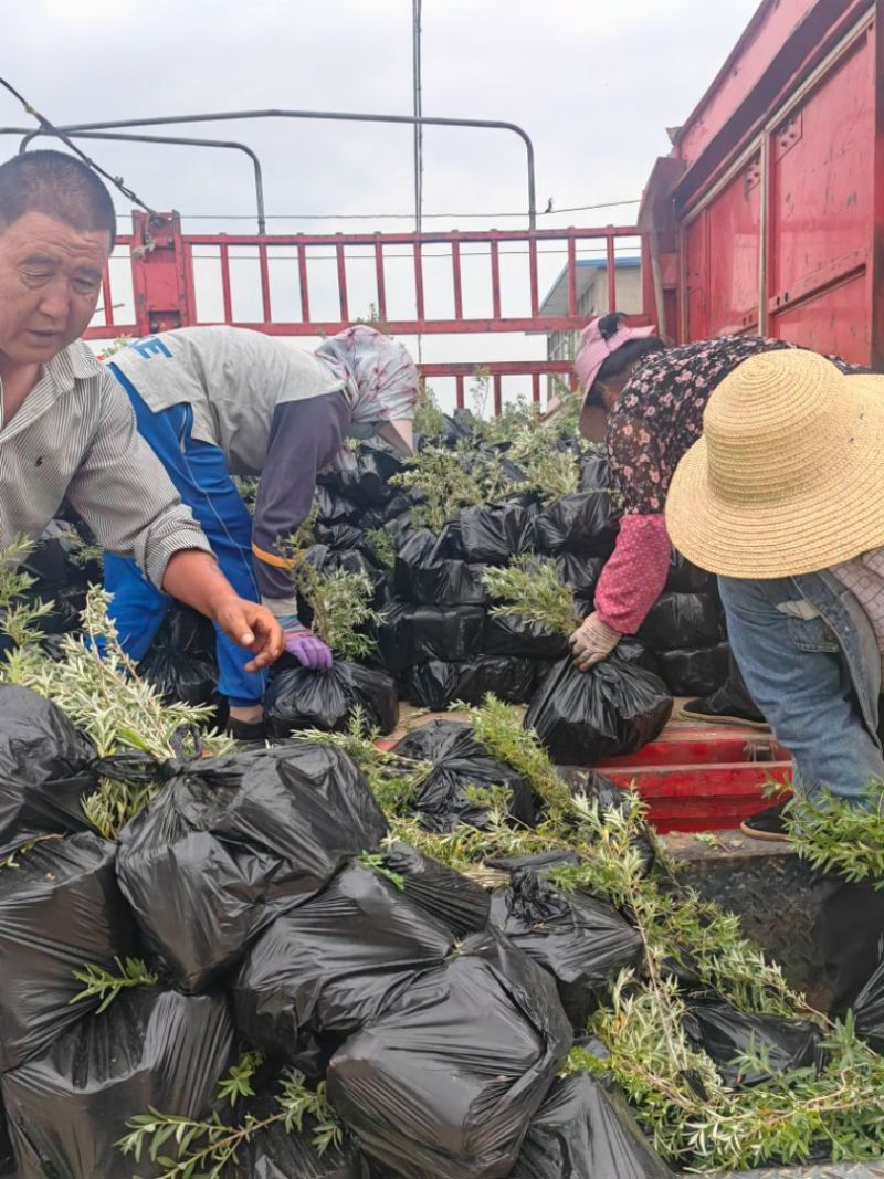 沙棘苗，沙棘种植面积大成活率高规格齐全对接批发