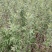 沙棘苗，沙棘种植面积大成活率高规格齐全对接批发