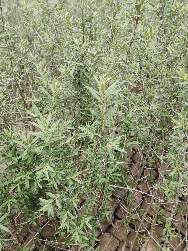 沙棘苗，沙棘种植面积大成活率高规格齐全对接批发