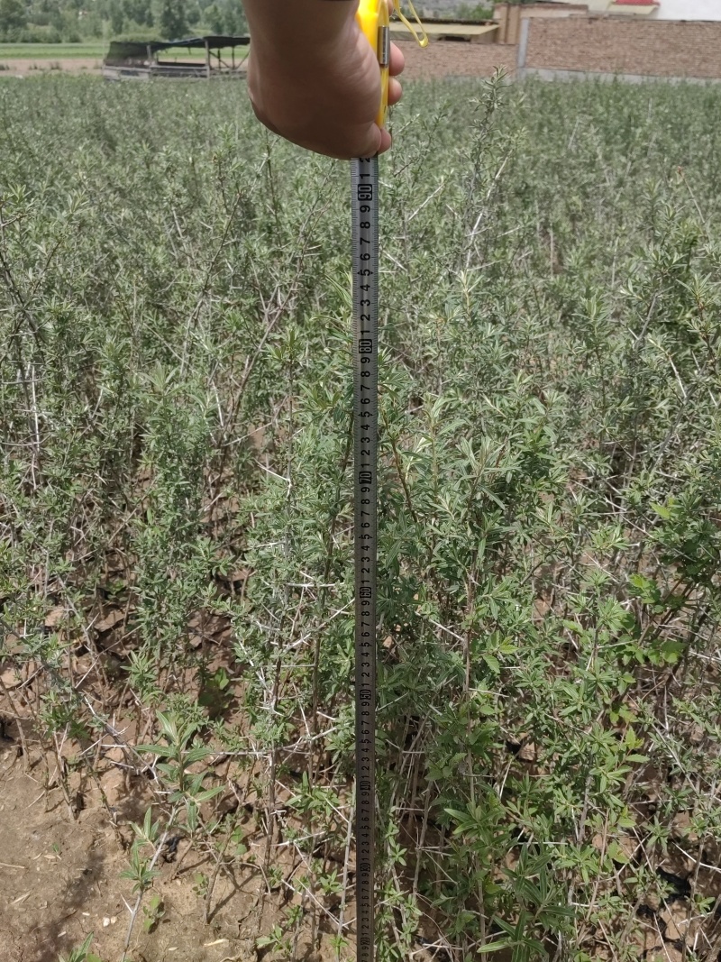 沙棘苗，沙棘种植面积大成活率高规格齐全对接批发