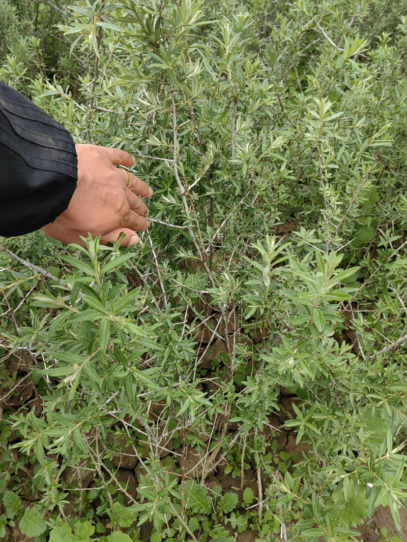 沙棘苗，沙棘种植面积大成活率高规格齐全对接批发