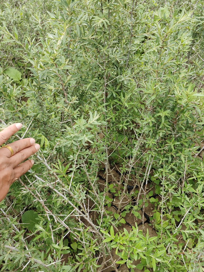 沙棘苗，沙棘种植面积大成活率高规格齐全对接批发