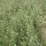 沙棘苗，沙棘种植面积大成活率高规格齐全对接批发