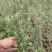 沙棘苗，沙棘种植面积大成活率高规格齐全对接批发