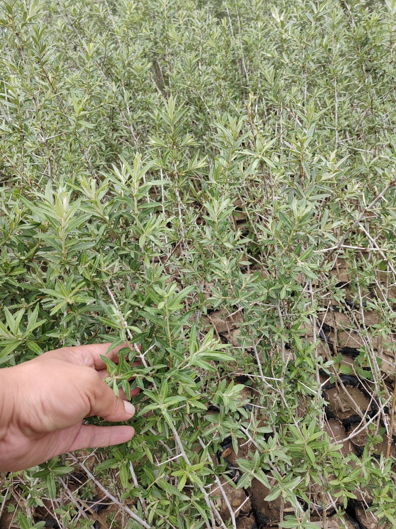 沙棘苗，沙棘种植面积大成活率高规格齐全对接批发