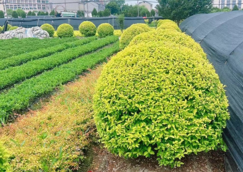 金冠女贞球冠幅1.2m、1.5m，量大价优，欢迎订购。