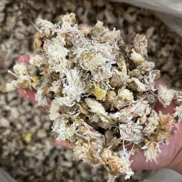 【顺欣药材】菊花药用菊花价格优惠极速发货