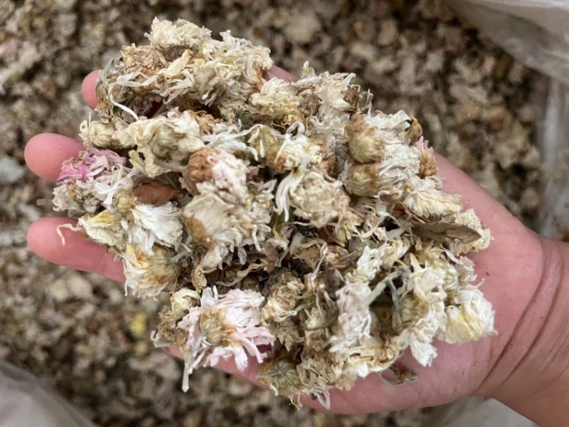 【顺欣药材】菊花药用菊花价格优惠极速发货