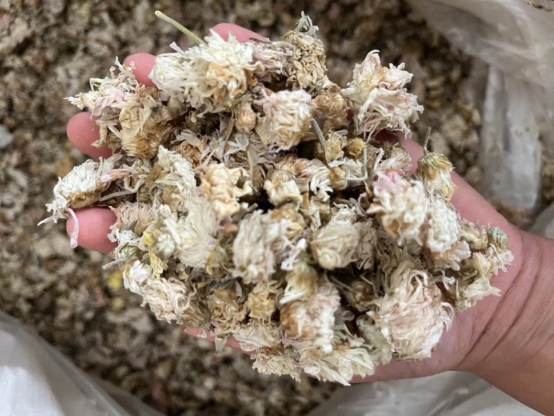 【顺欣药材】菊花药用菊花价格优惠极速发货