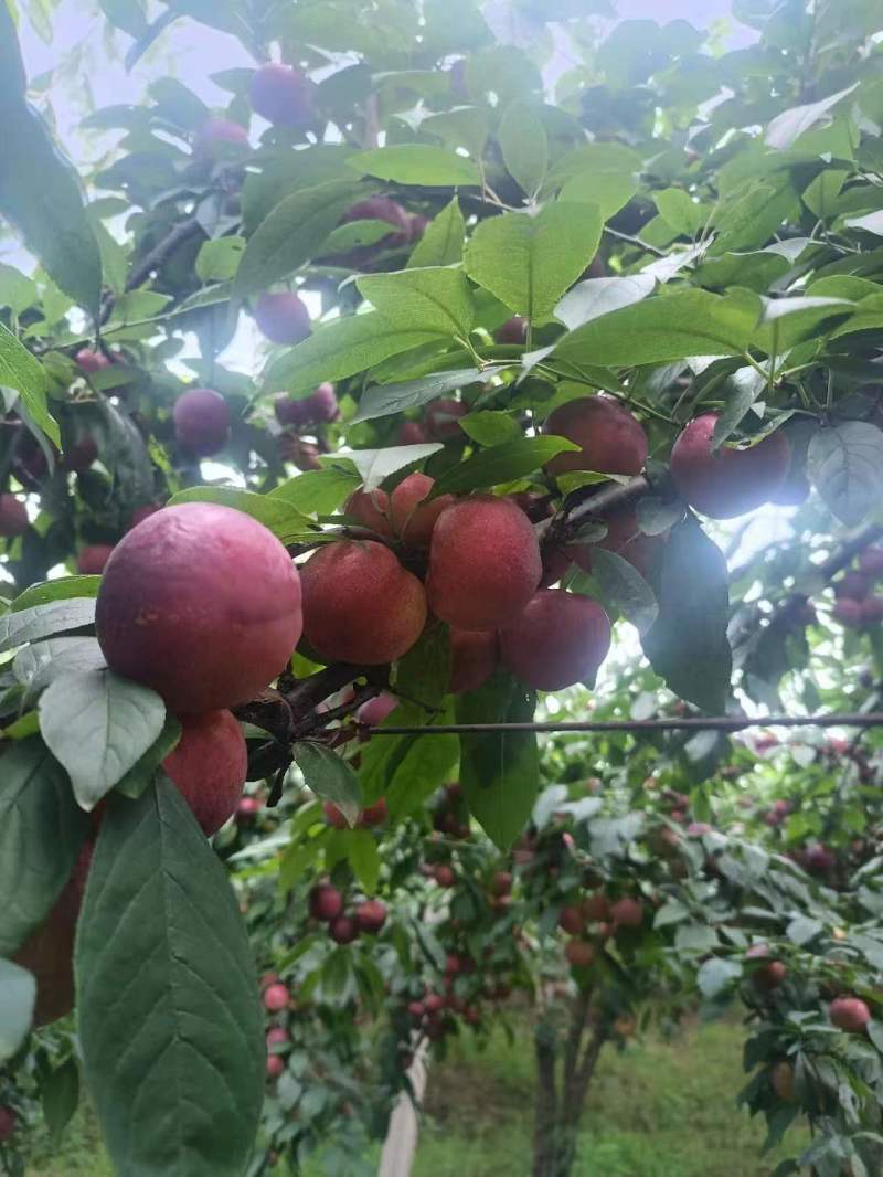 小红宝石火热上市口感脆甜耐储耐运产地源头市场电商都可发货