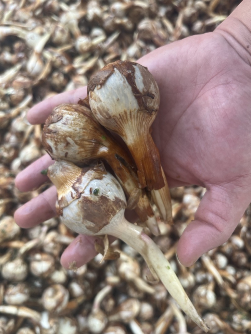云南春季茨菇大量上市产地直发无中间商欢迎来电