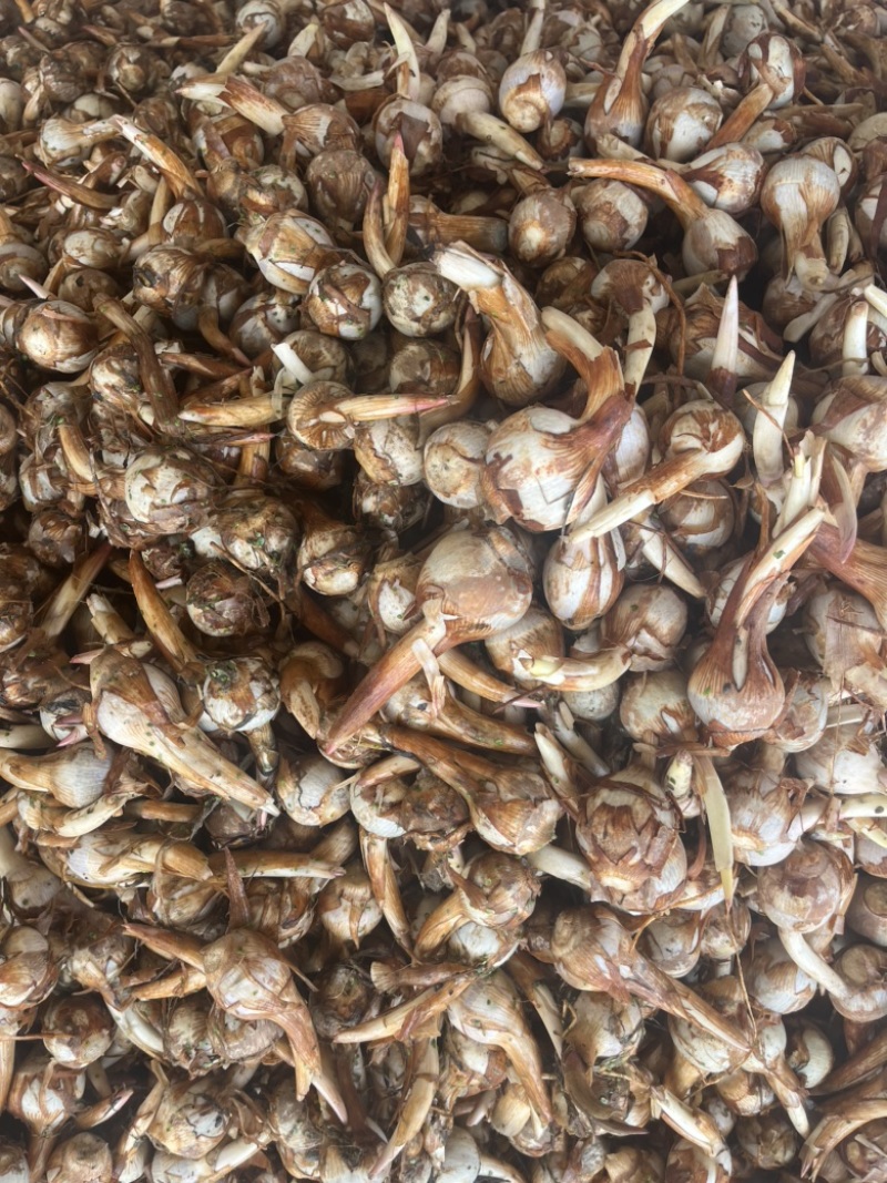 云南春季茨菇大量上市产地直发无中间商欢迎来电
