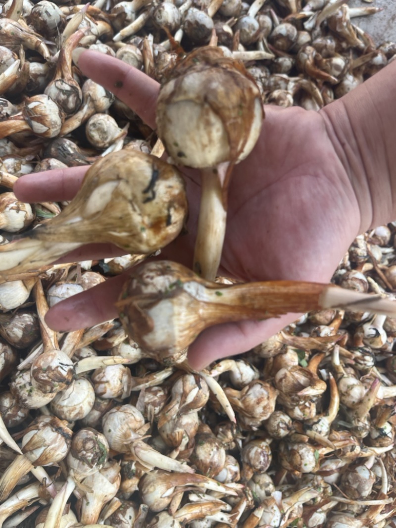 云南春季茨菇大量上市产地直发无中间商欢迎来电