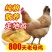 包邮【800天】老母鸡两年老公鸡农家散养土鸡新鲜宰杀鸡