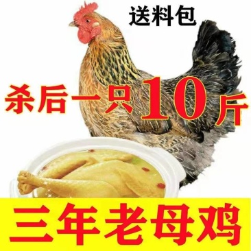 （包邮）正宗老母鸡土鸡现杀老母鸡3年土鸡散养农村农家鸡肉