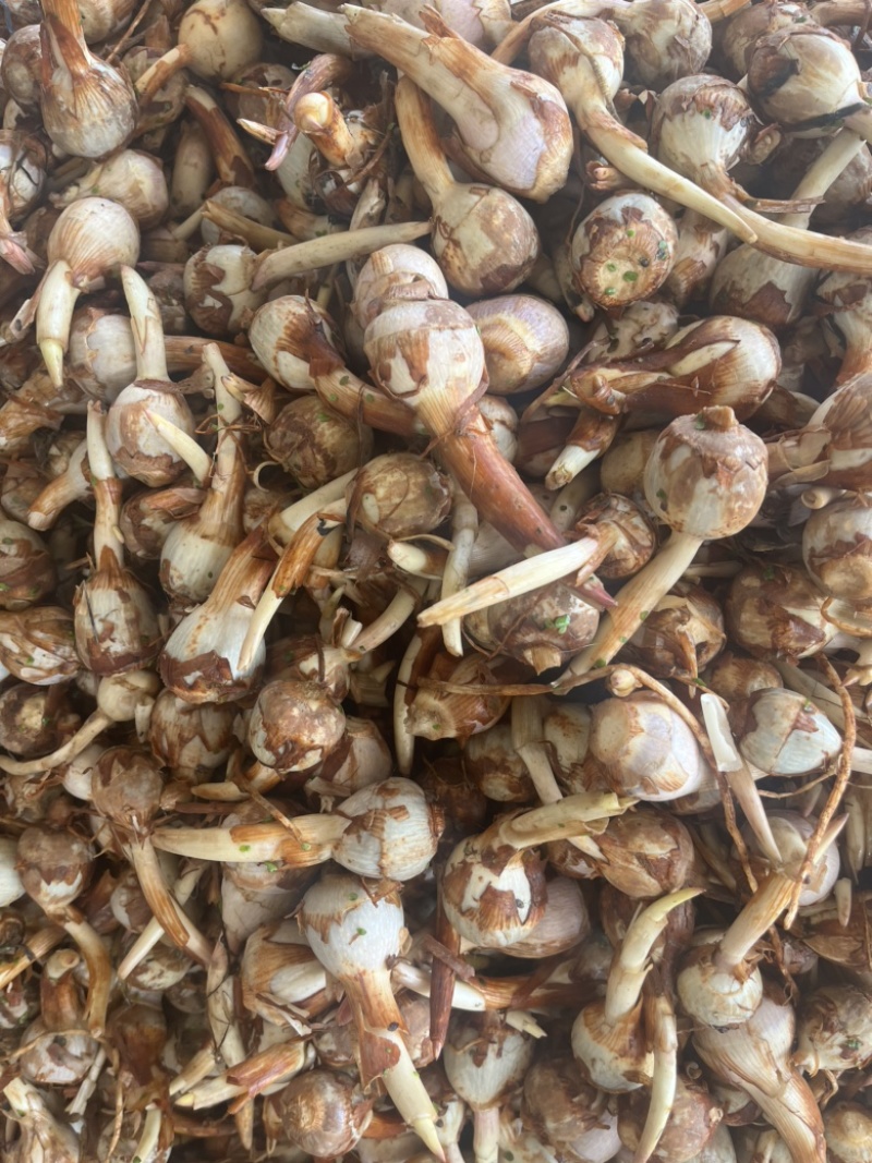 云南精品茨菇产地直销大量上市欢迎来电