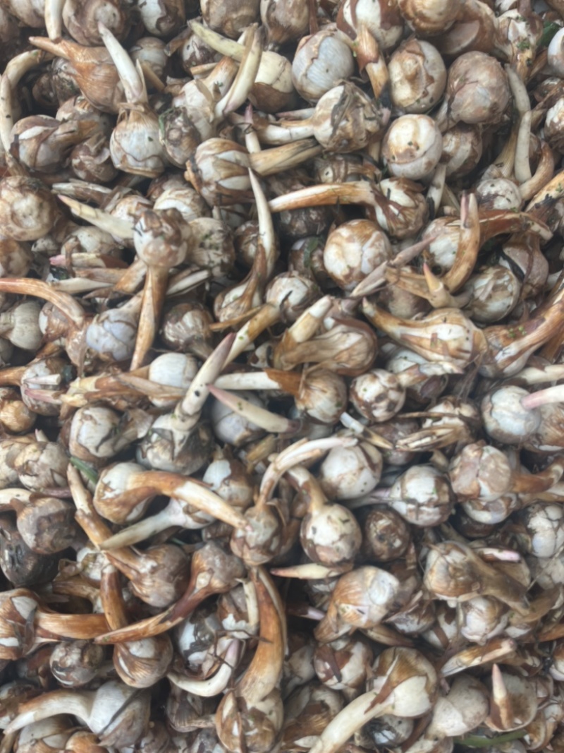云南精品茨菇产地直销大量上市欢迎来电