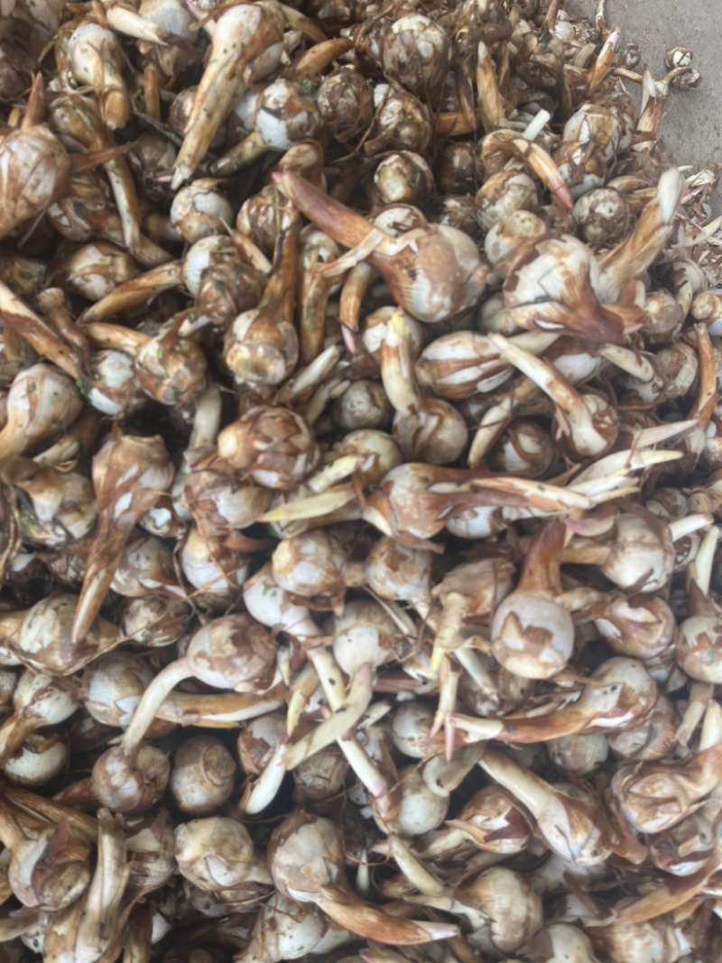 云南精品茨菇产地直销大量上市欢迎来电