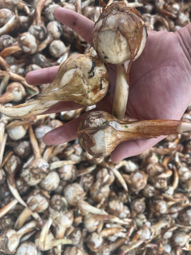 云南精品茨菇产地直销大量上市欢迎来电