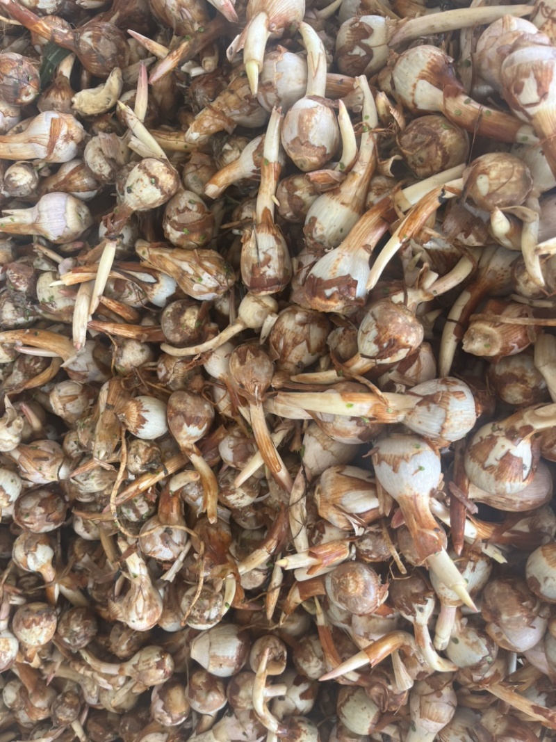 云南精品茨菇产地直销大量上市欢迎来电