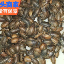 杜比亚蟑螂0.5-0.8cm其他规格可谈
