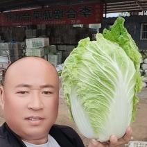 产地直销，代发全国，德高101，大白菜，净菜7斤以上