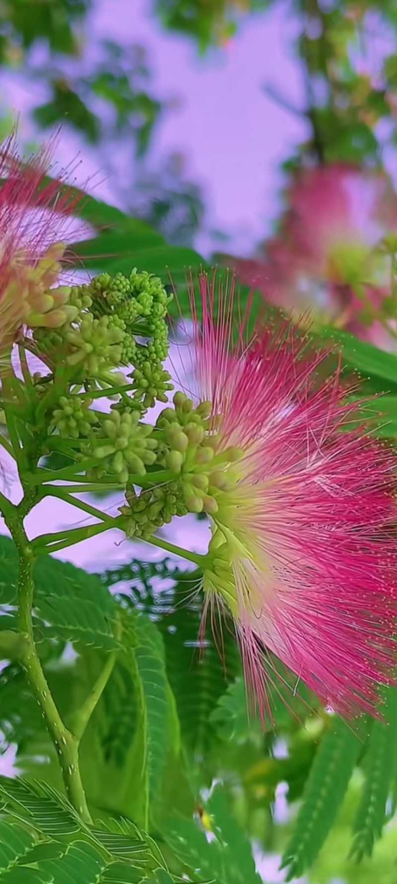 合欢花批发，干合欢花，一手货源，产地直发，量大从优