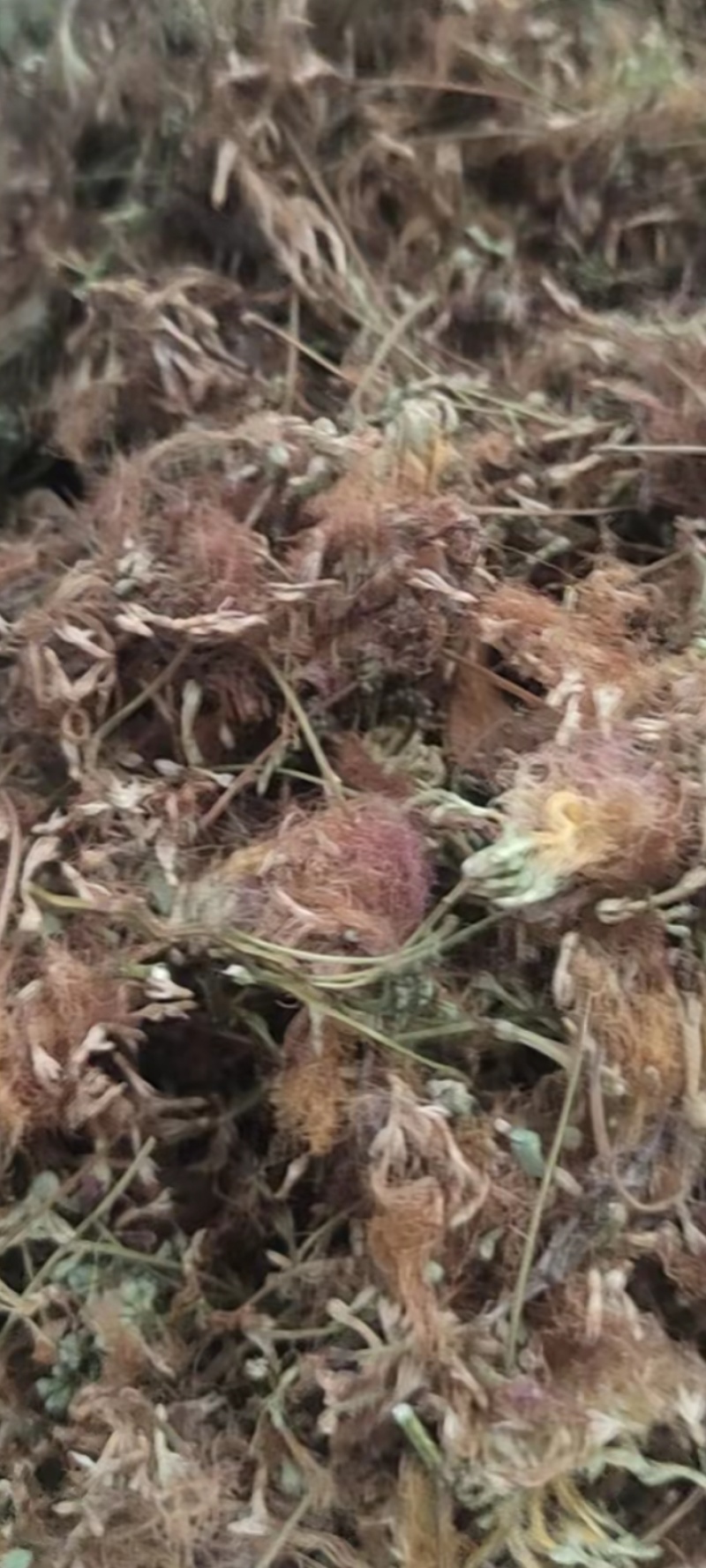 合欢花批发，干合欢花，一手货源，产地直发，量大从优