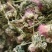 合欢花批发，干合欢花，一手货源，产地直发，量大从优