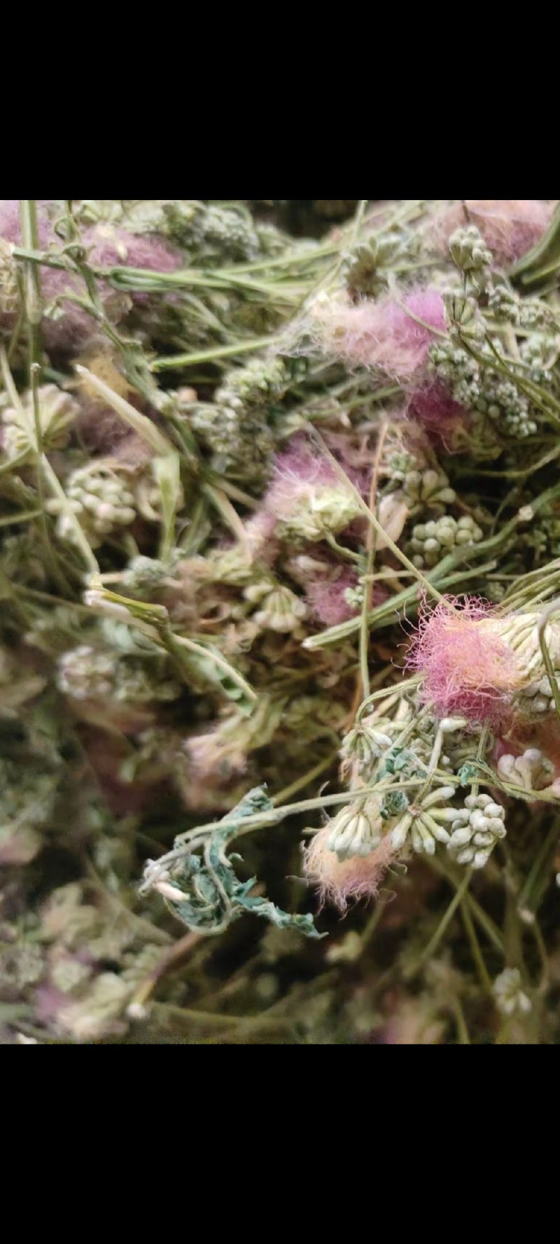 合欢花批发，干合欢花，一手货源，产地直发，量大从优